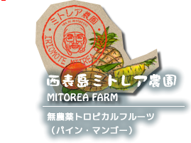 西表島ツアーシュノーケルサンゴ